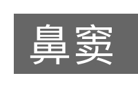 鼻窦的意思