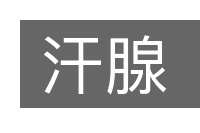 汗腺的意思